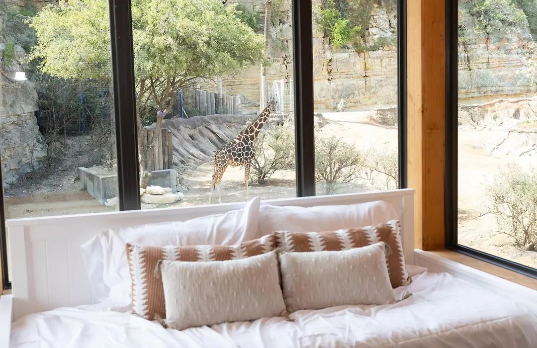 San Antonio Zoo - Spekboom Giraffe Lodge-1