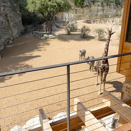 San Antonio Zoo - Spekboom Giraffe Lodge-3