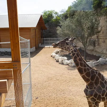 San Antonio Zoo - Spekboom Giraffe Lodge-2